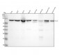 Anti-IKK alpha CHUK Rabbit Monoclonal Antibody
